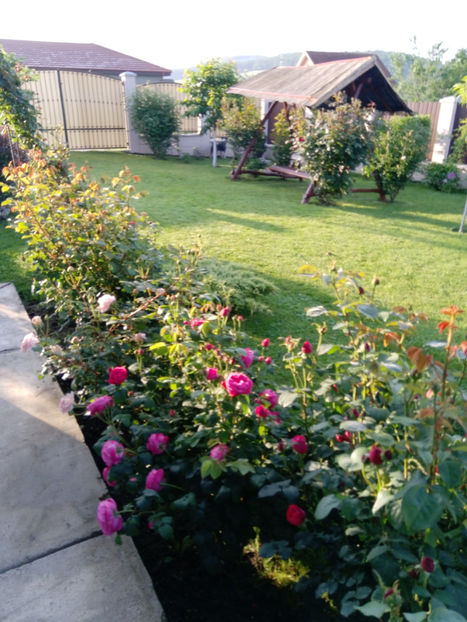  - Gradina iunie 2019