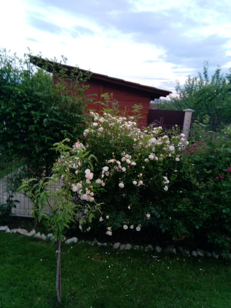  - Gradina iunie 2019