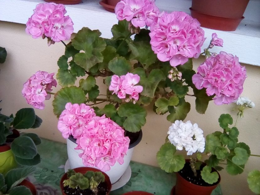  - Frumuseti la casa parinteasca