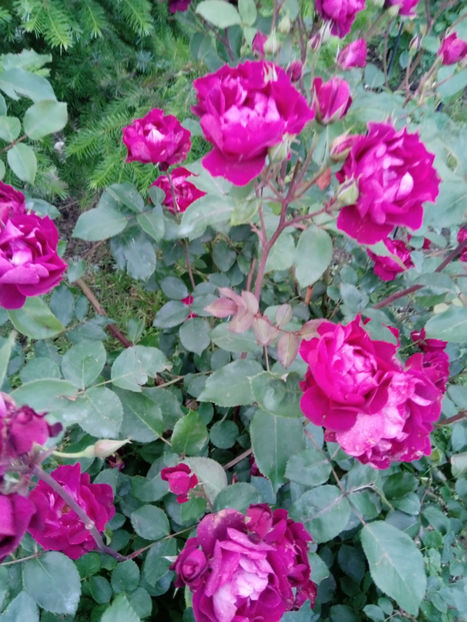  - Gradina iunie 2019