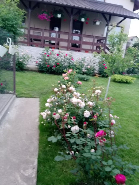  - Gradina iunie 2019