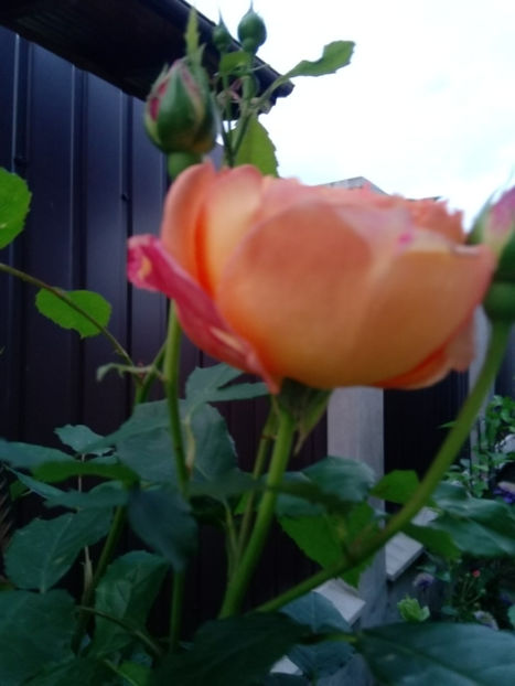  - Gradina iunie 2019