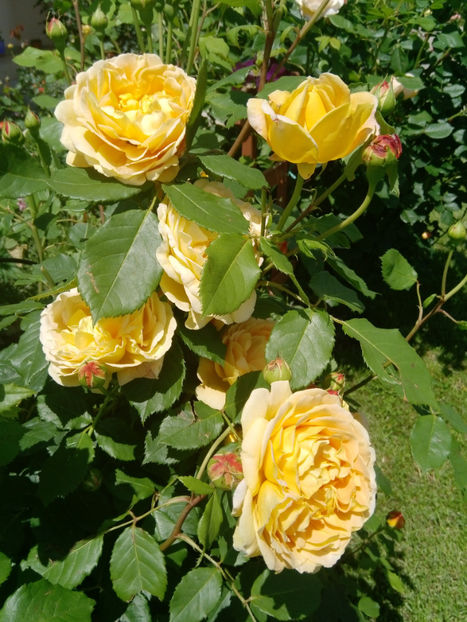  - Gradina iunie 2019