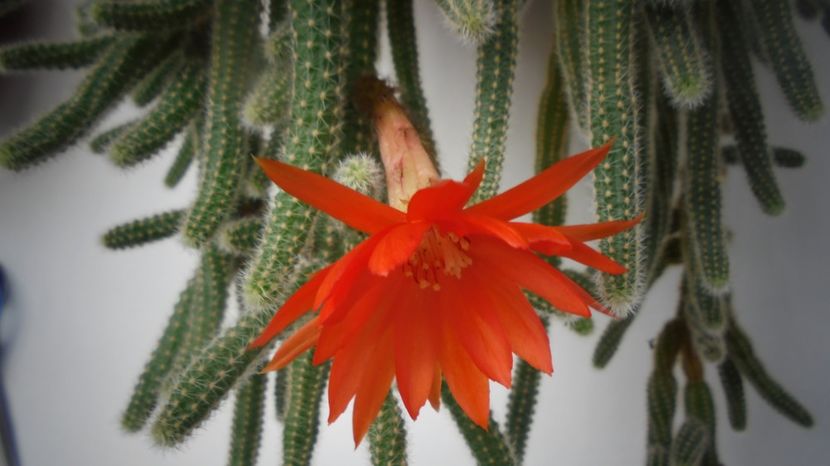 Chamaecereus sylvestrii - Stelute