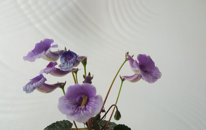  - Mini sinningia 2019