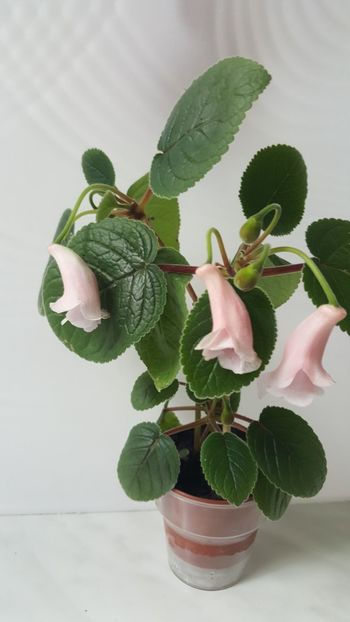  - Mini sinningia 2019