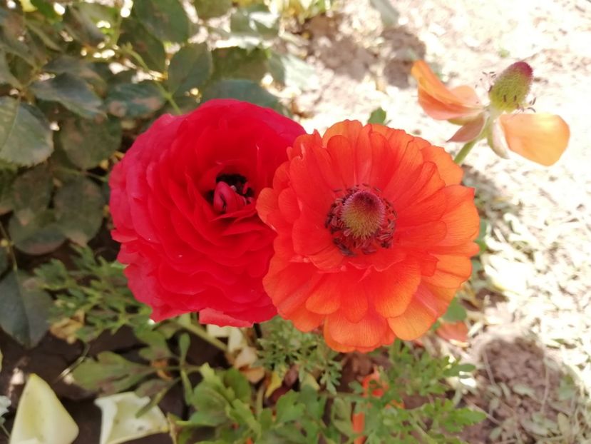  - gradina 2019