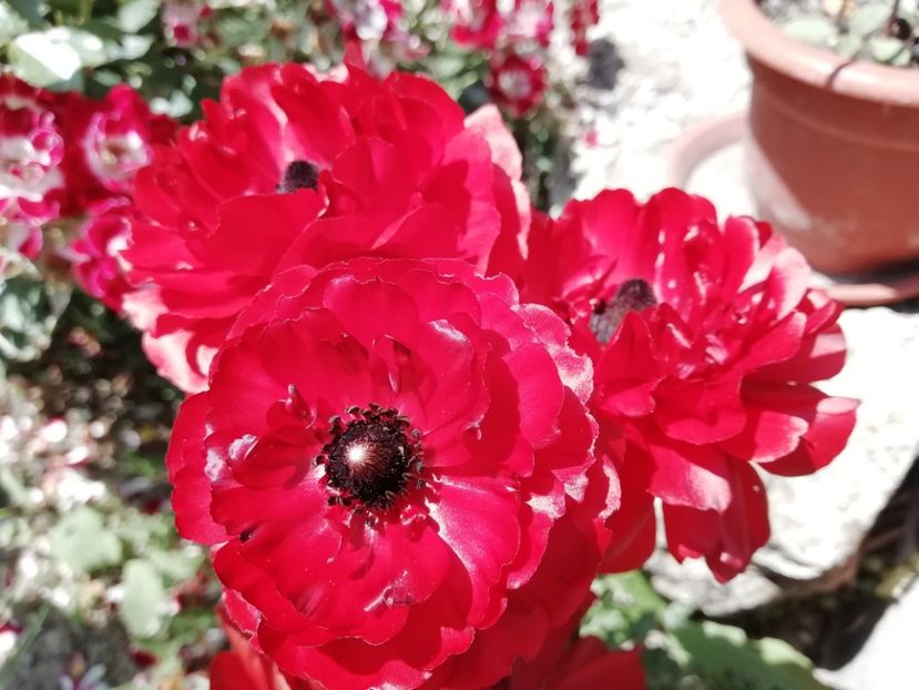  - gradina 2019