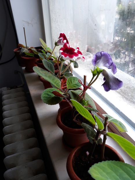  - gloxinii_2019