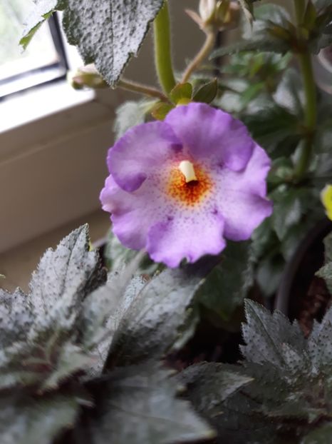  - Lavender Flame - 2019