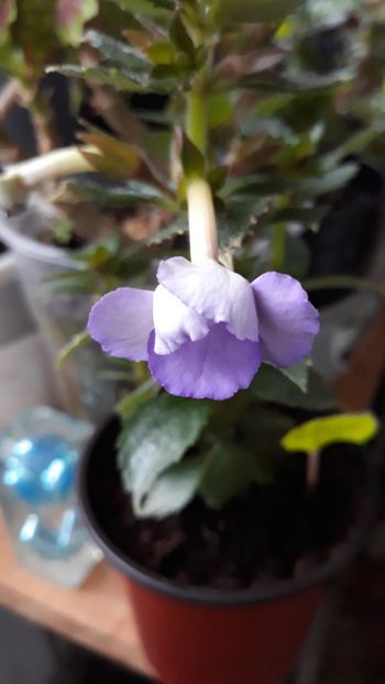  - R21 - Blue Temptation