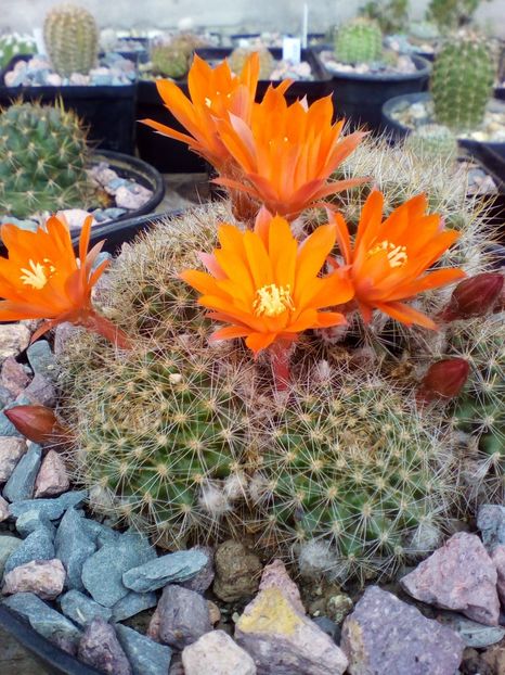  - cactusi 2019