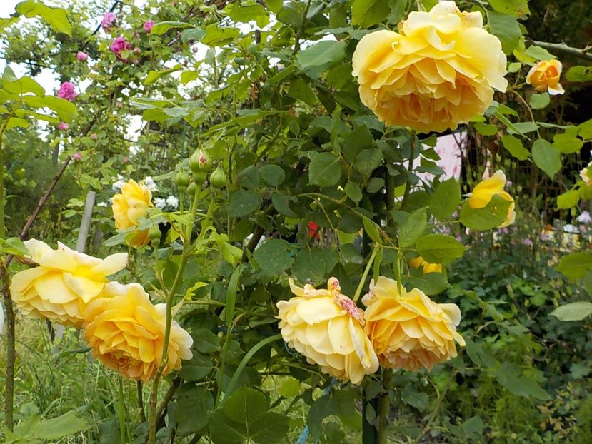  - golden celebration