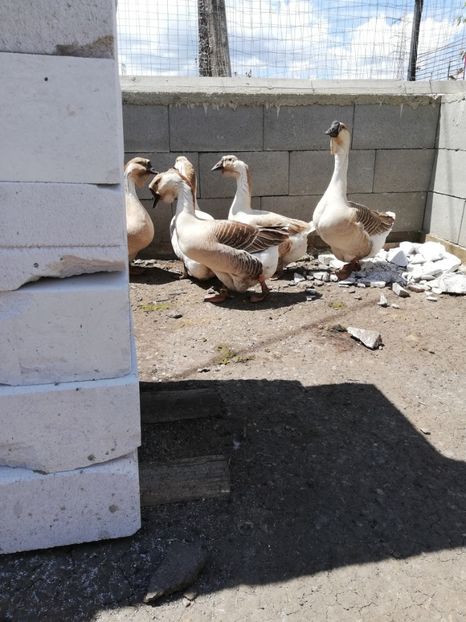  - A1 Gâște Africane matca 2019