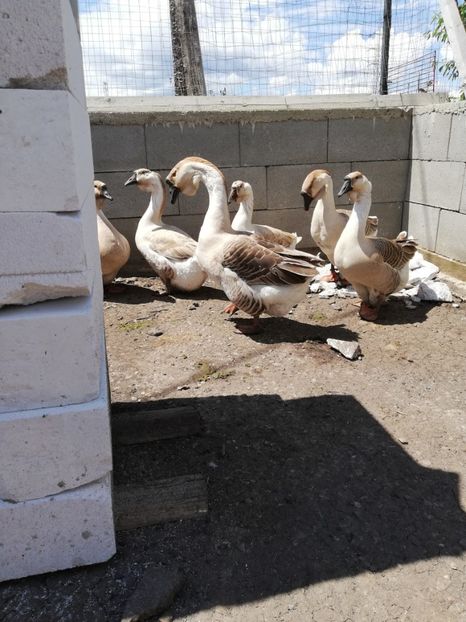  - A1 Gâște Africane matca 2019