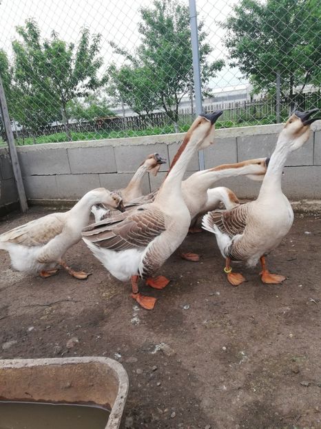  - A1 Gâște Africane matca 2019