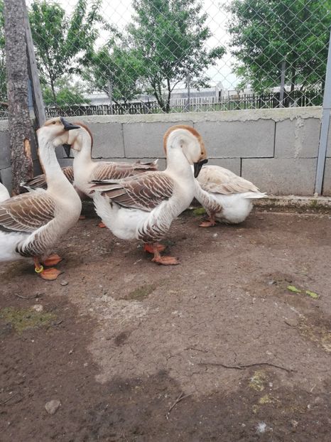  - A1 Gâște Africane matca 2019