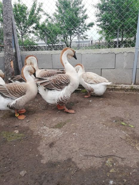  - A1 Gâște Africane matca 2019