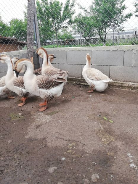  - A1 Gâște Africane matca 2019