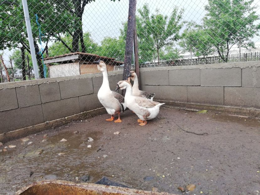  - A1 Gâște Africane matca 2019