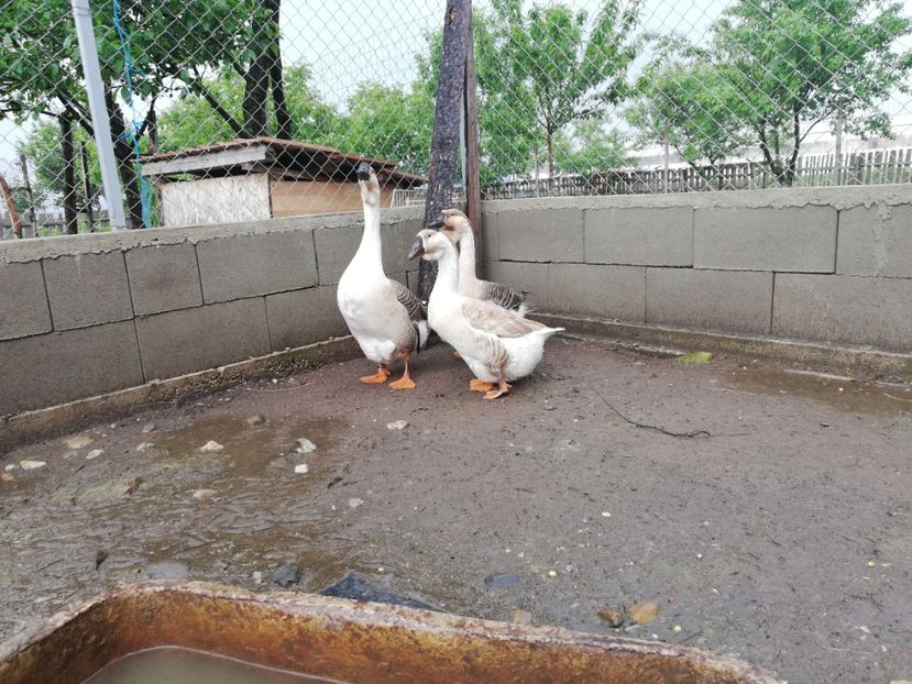  - A1 Gâște Africane matca 2019