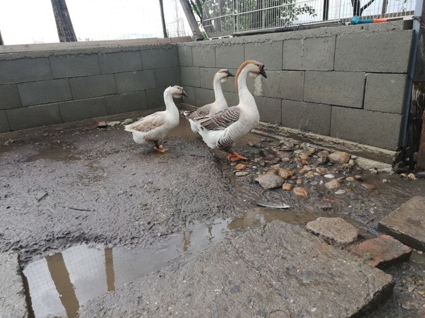  - A1 Gâște Africane matca 2019