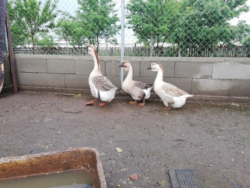  - A1 Gâște Africane matca 2019