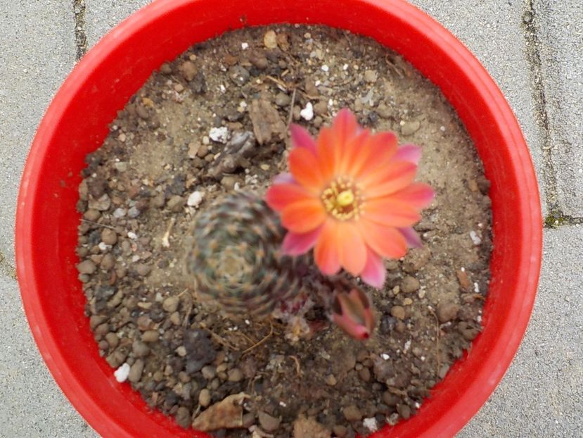  - rebutia pygmea 2019