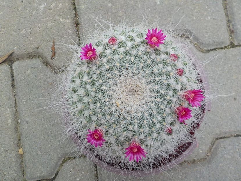  - mammillaria candida