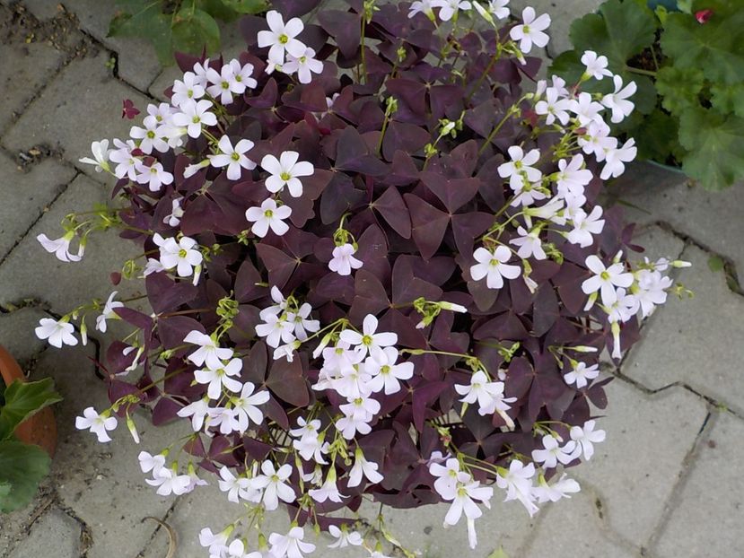  - oxalis triangularis
