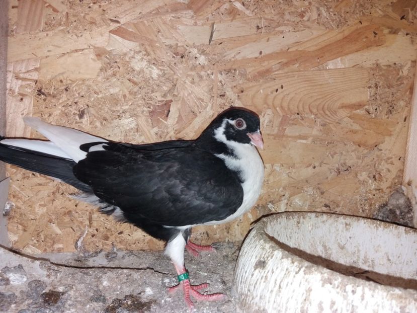 6915  mascul  2019 - Plecați ALBUM 2