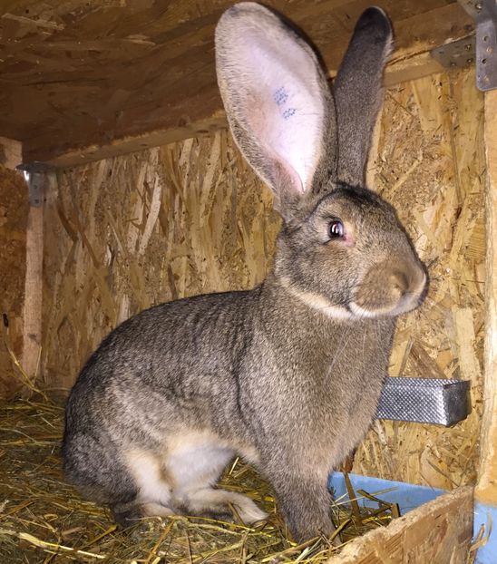 6 Luni - RO 8-128193