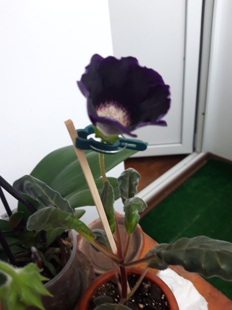  - gloxinii_2019