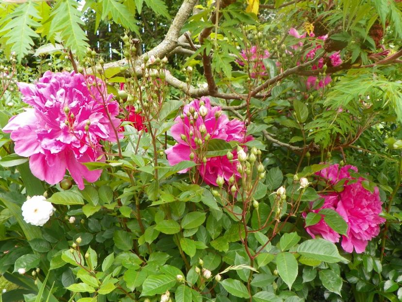 Edulis Superba - Bujori 2019