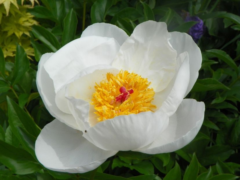 portaltoi High Noon - Bujori 2019