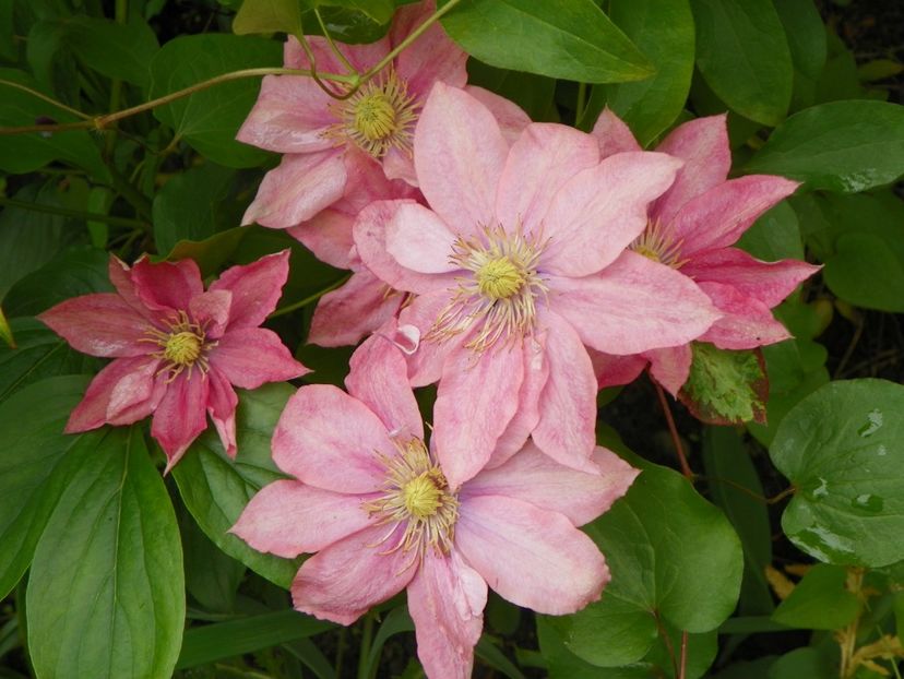 1 iun (4) - Clematite 2019