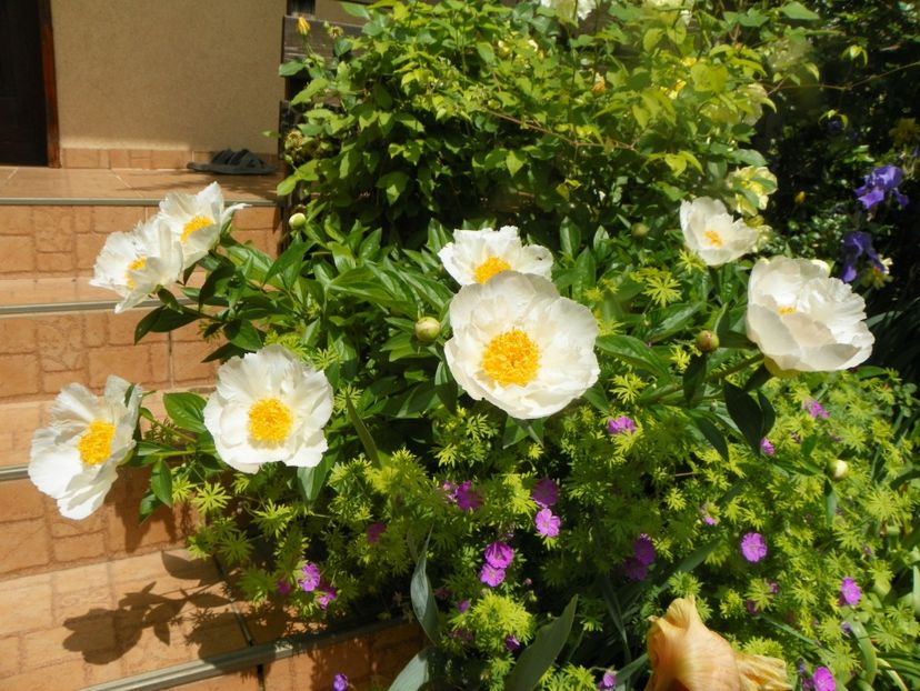 Krinkled White - Bujori 2019