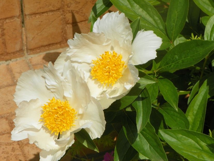 Krinkled White - Bujori 2019