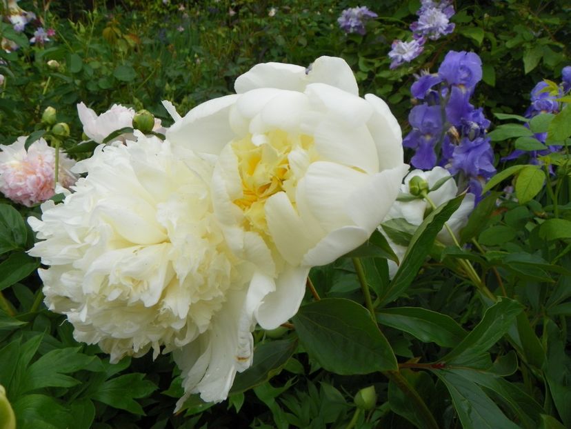 Charlie's White - Bujori 2019