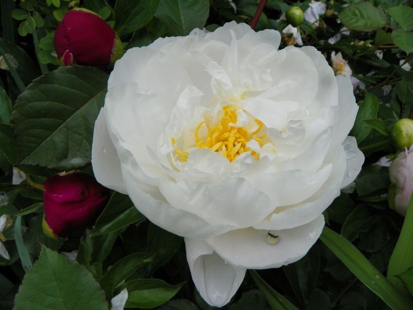 Miss America - Bujori 2019