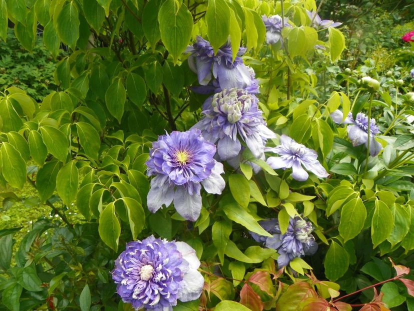 3 iun (10) - Clematite 2019