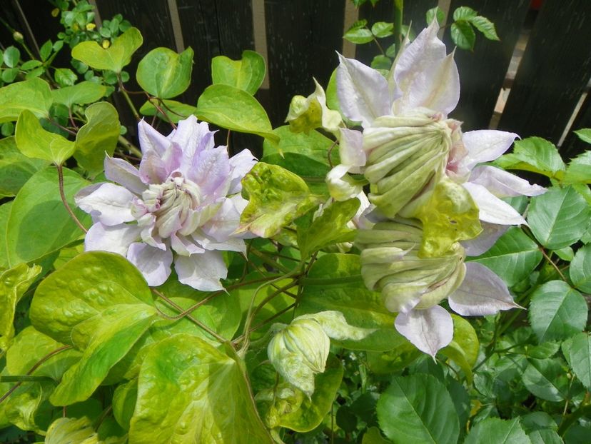 3 iun (31) - Clematite 2019