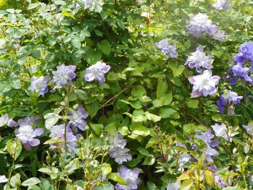 3 iun (37) - Clematite 2019