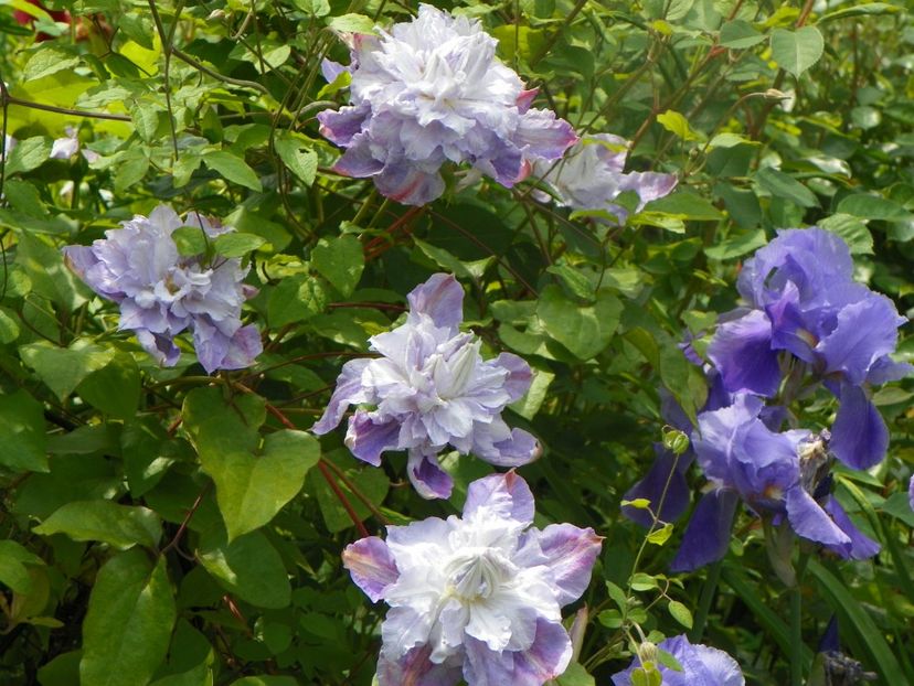 3 iun (38) - Clematite 2019