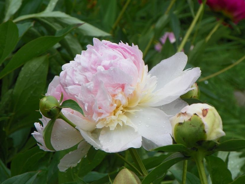 Raspberry Sundae - Bujori 2019