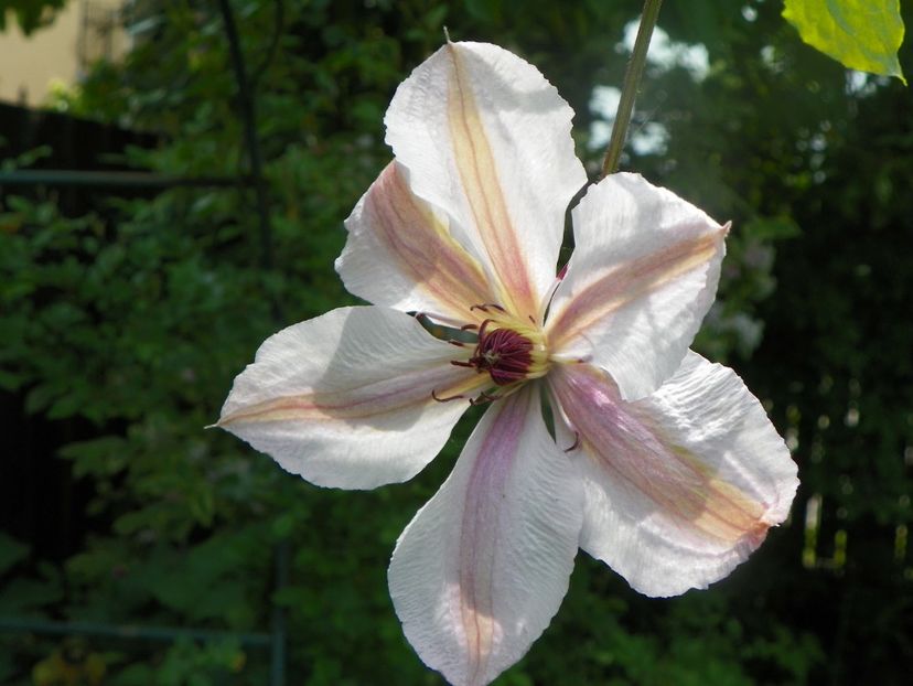 3 iun (39) - Clematite 2019