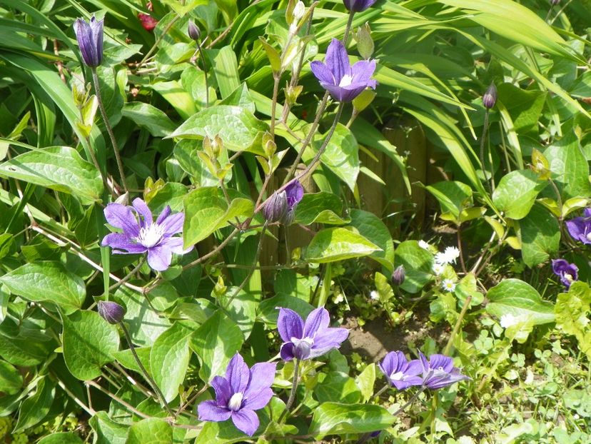 3 iun (48) - Clematite 2019