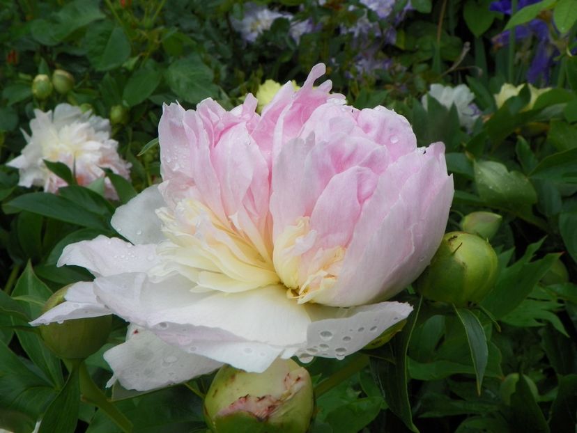 Raspberry Sundae - Bujori 2019