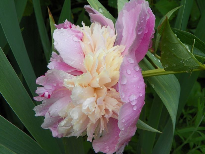 Sorbet - Bujori 2019