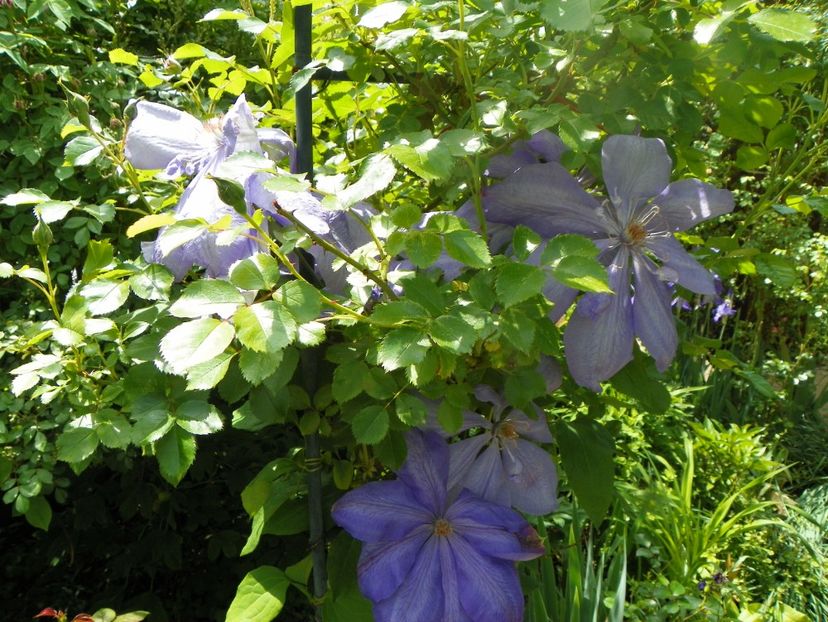 3 iun (55) - Clematite 2019